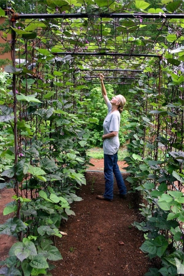 21 Best DIY Trellis Ideas For The Gardener In You
