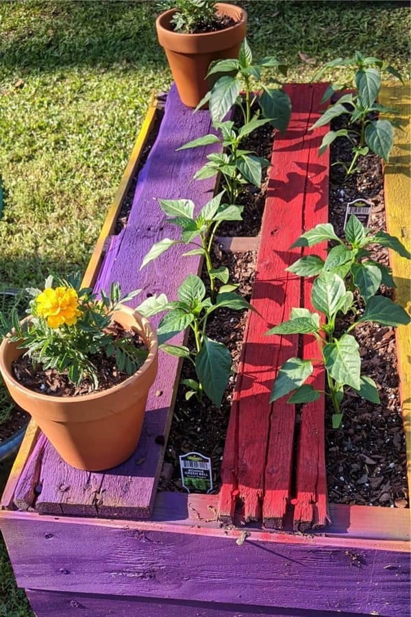 leftover pallets for raised flower beds