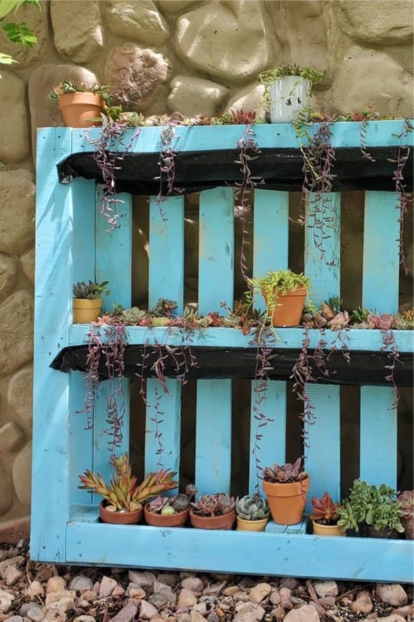 light blue pallet for succulent garden