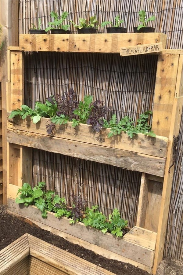 grow plants in diy pallet garden