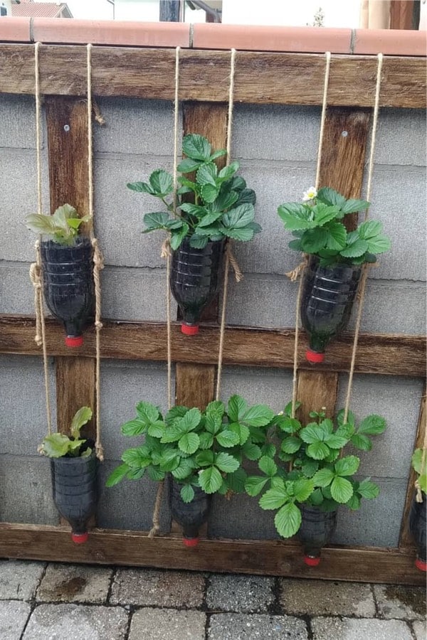 diy planters from recycled bottles