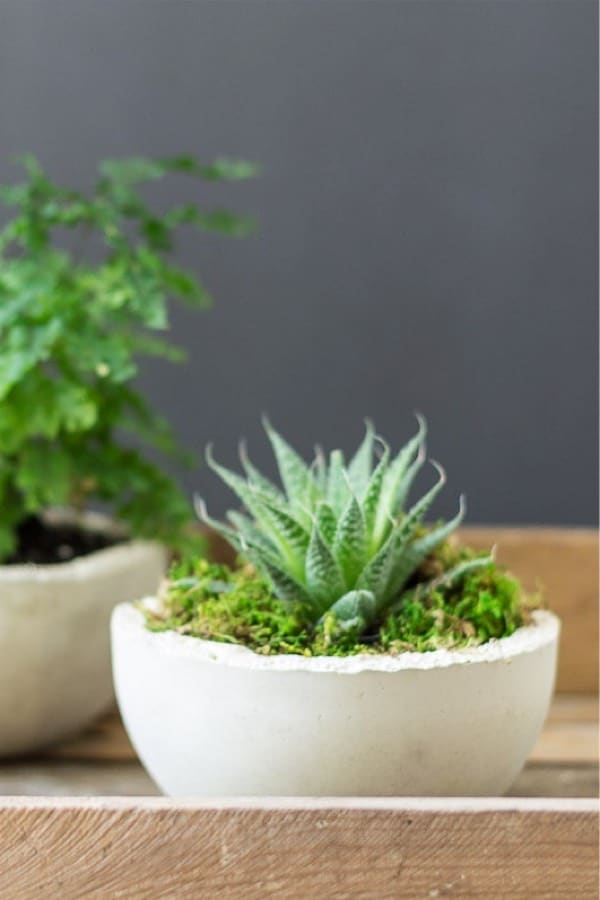 simple tutorial for mini concrete planter bowls