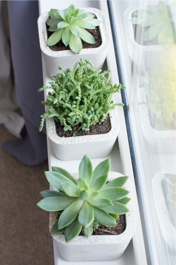 how to make a diy succulent planter