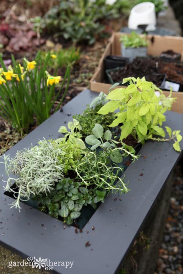 small herb garden ideas to make at home
