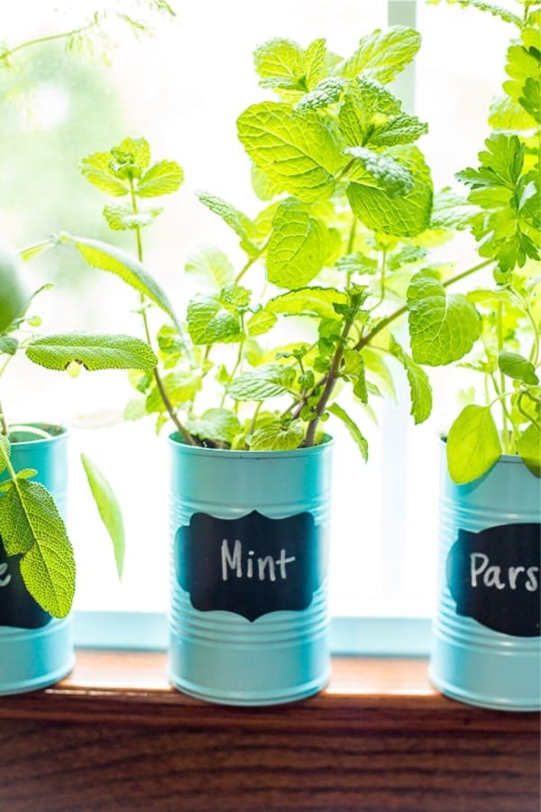 easy herb planters from soup cans