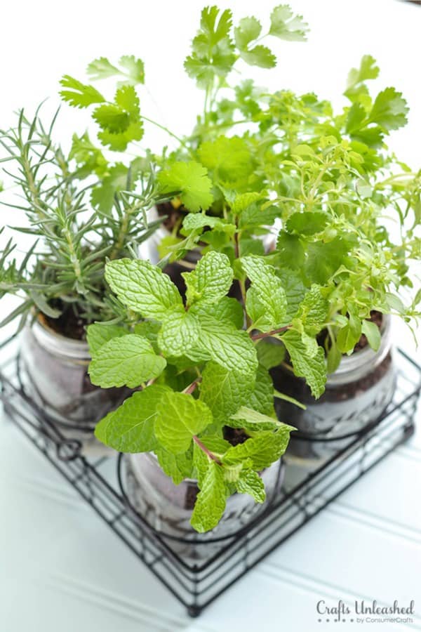 herb garden made from old mason jars
