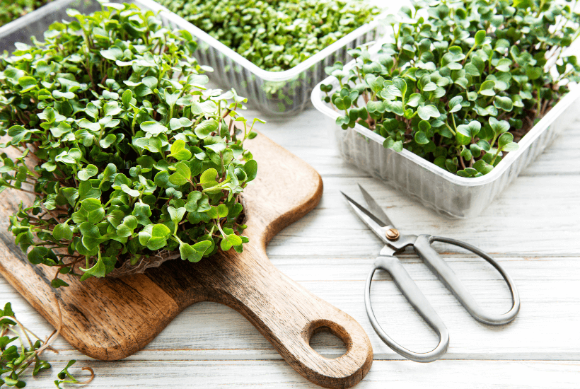 7 Things I Wish I Knew Before Spending Money to Grow Microgreens