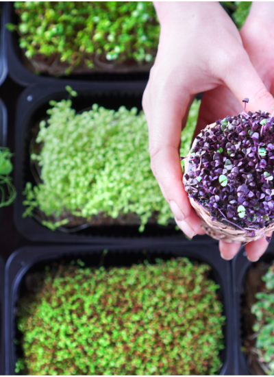hand with Basil Microgreen against the other microgreens