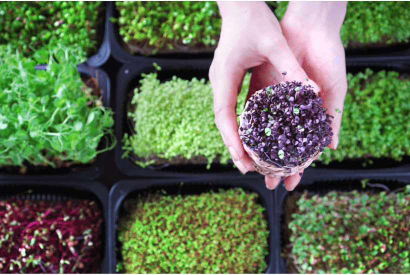 8 Simple Tips on How To Grow Microgreens