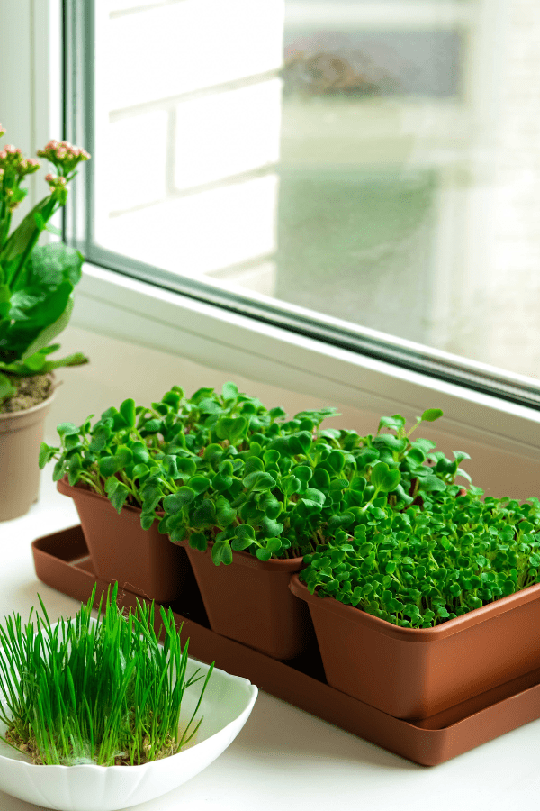 Microgreen garden on a windowsill