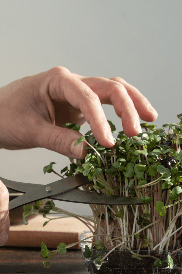 hands harvesting microgreens