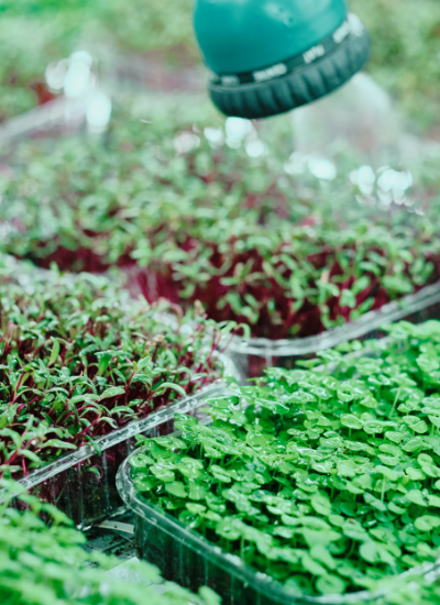 Variety of Microgreens being watered