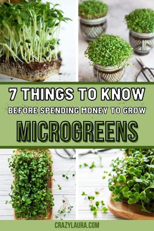 7 Things I Wish I Knew Before Spending Money to Grow Microgreens