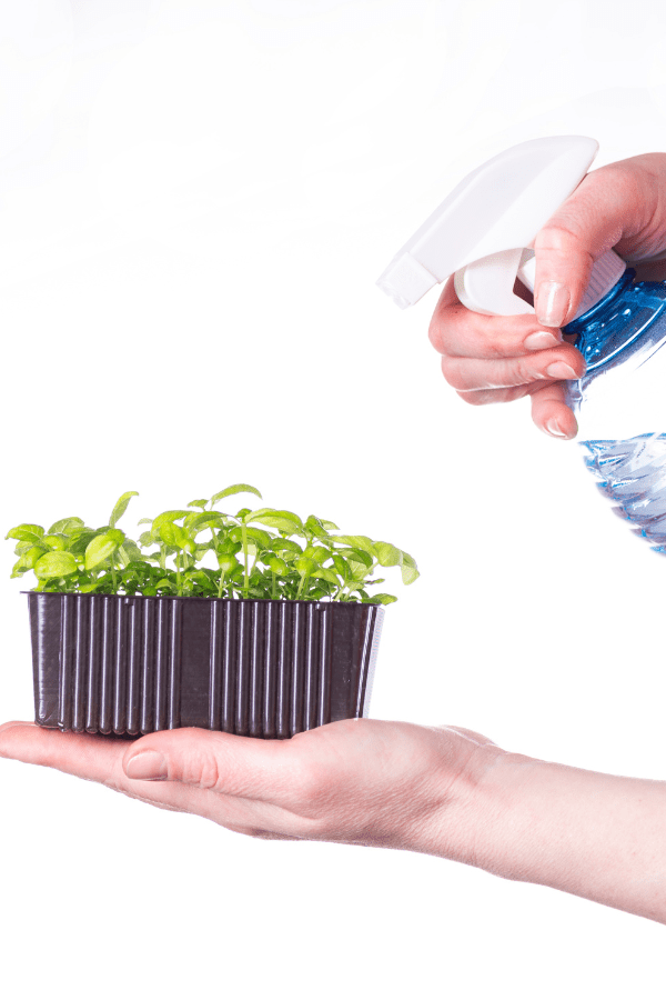 A hand watering microgreens