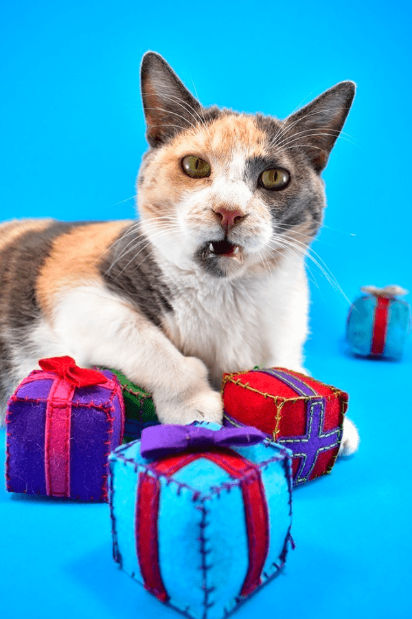 Catnip Gift Boxes