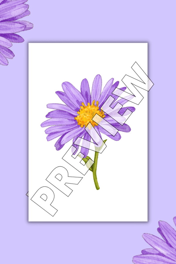 Purple Aster Flower