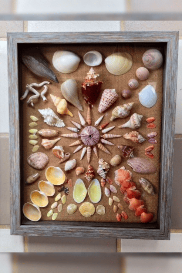 Seashell Collage