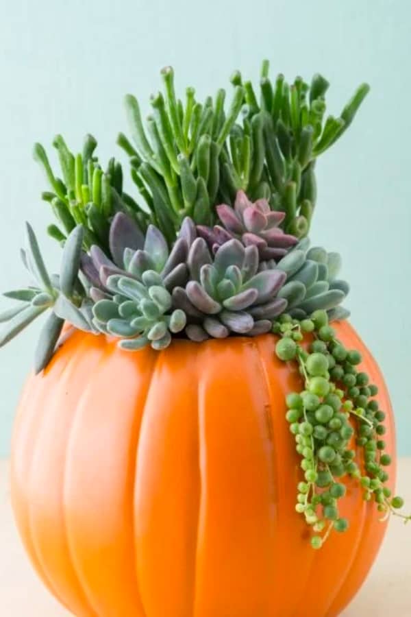 SUCCULENT PUMPKIN CENTERPIECES